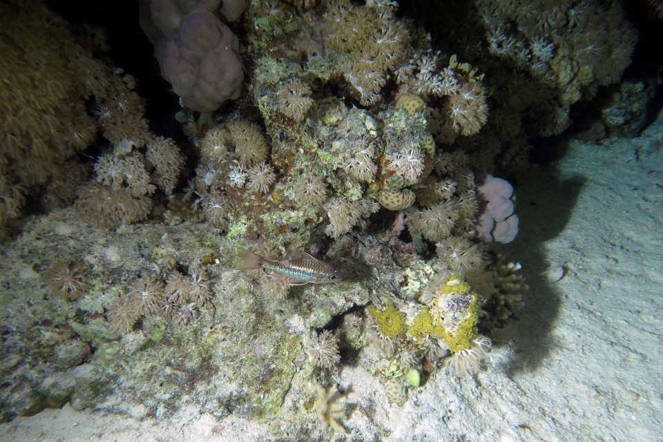 Pristiapogon exostigma