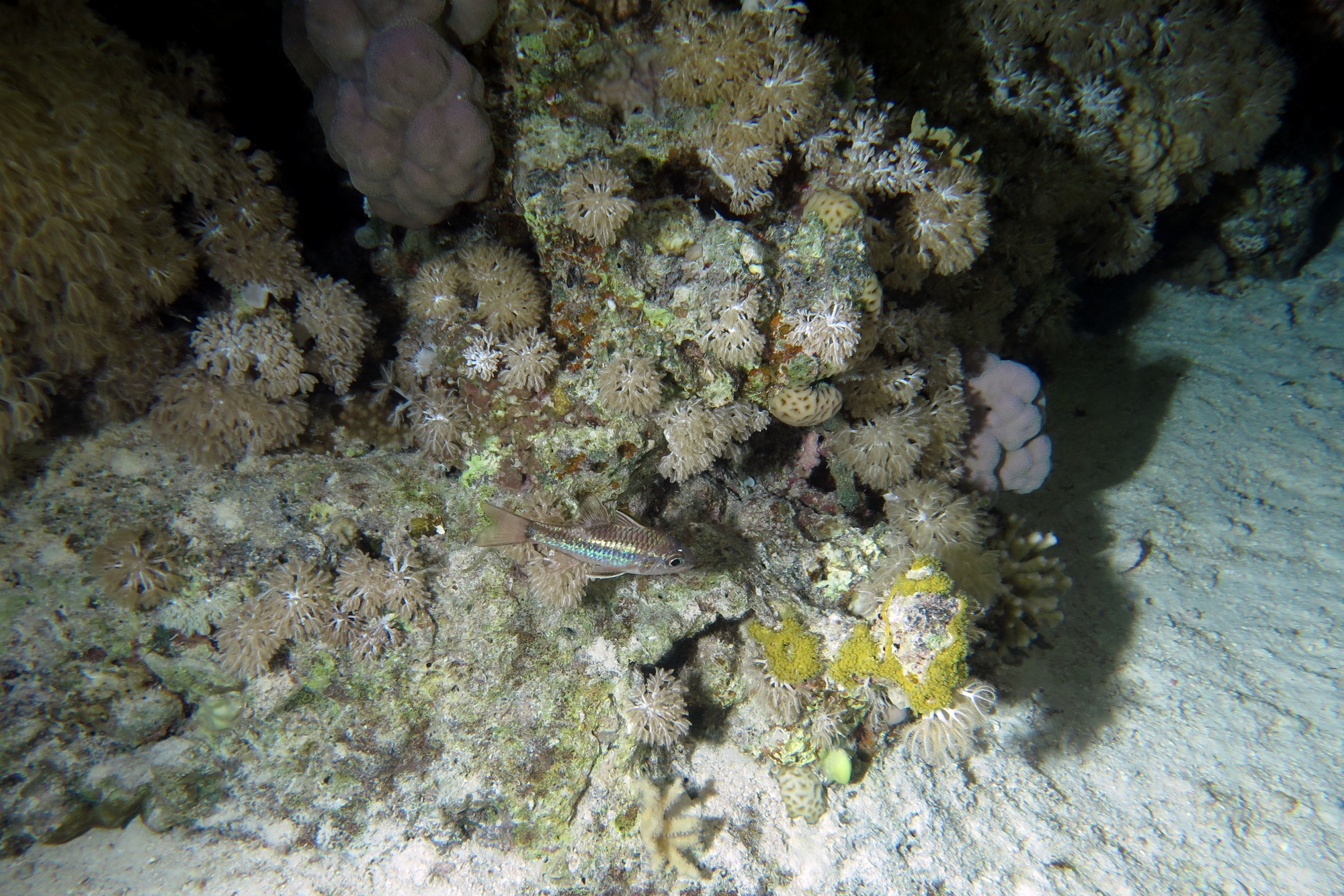 Pristiapogon exostigma