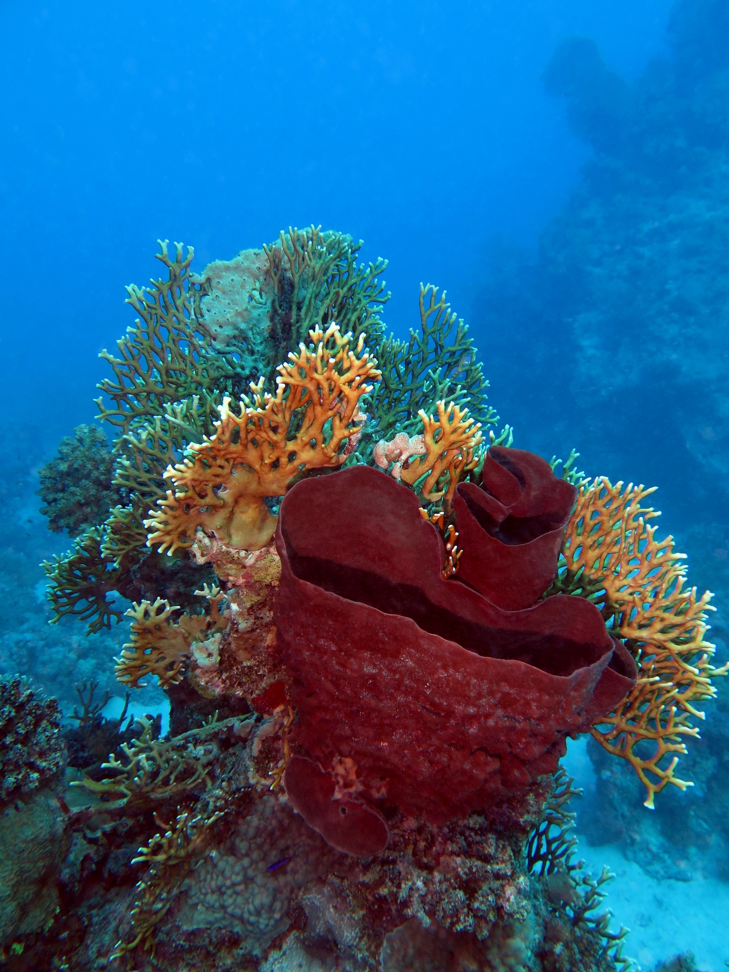 Callyspongia crassa, Millepora dichotoma