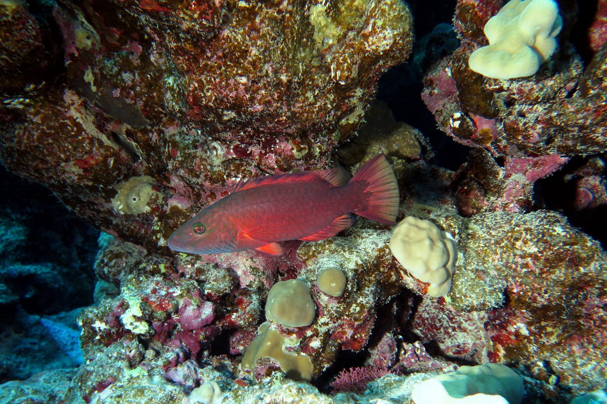 Oxycheilinus digramma