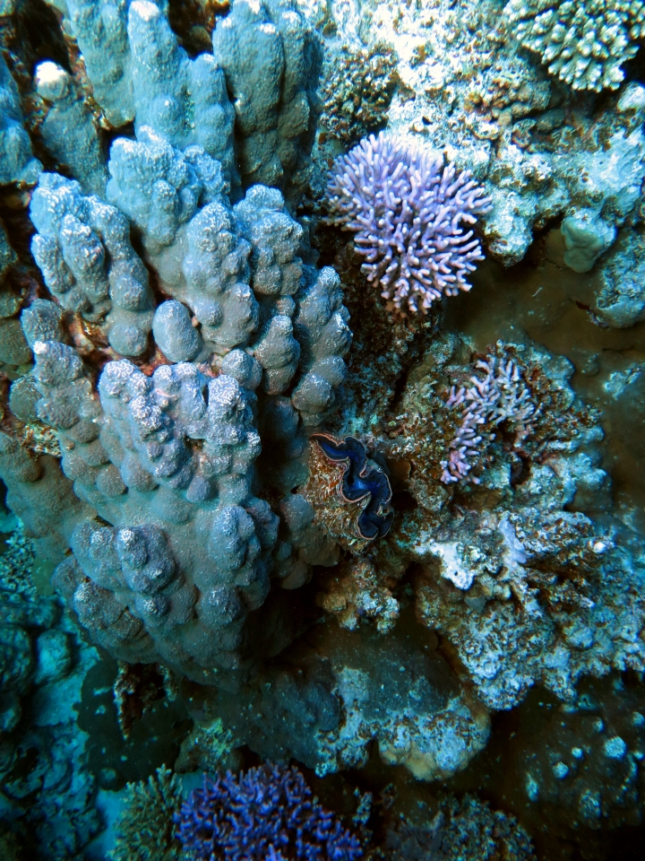 Tridacna maxima