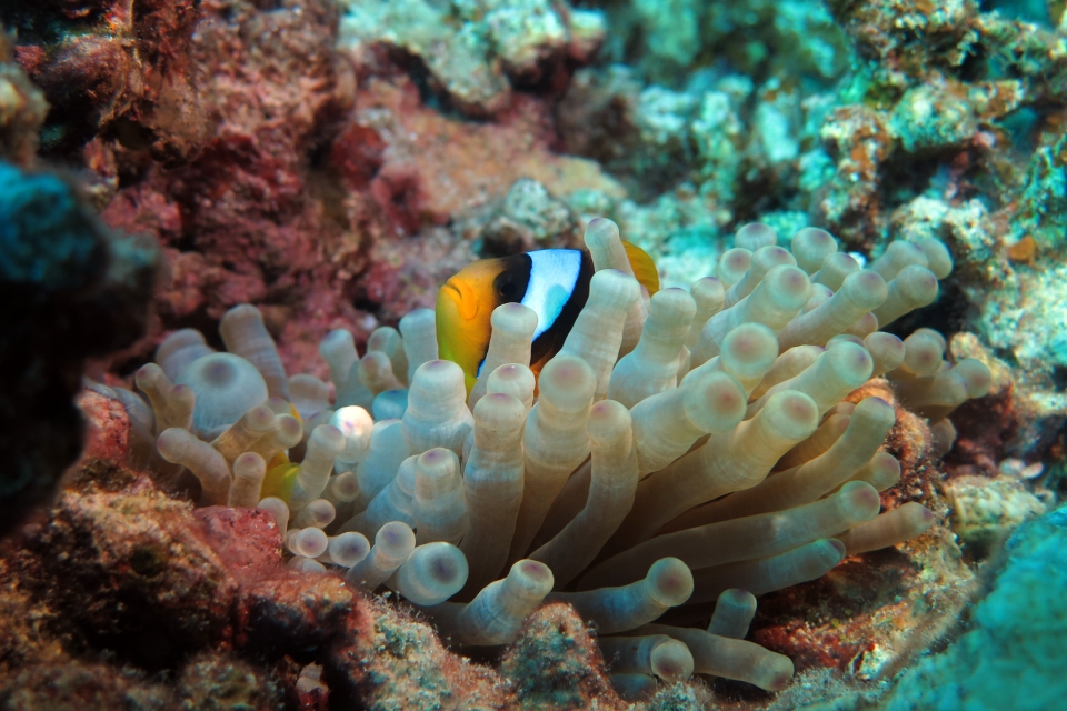 Amphiprion bicinctus, Entacmaea quadricolor
