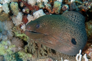 Gymnothorax javanicus