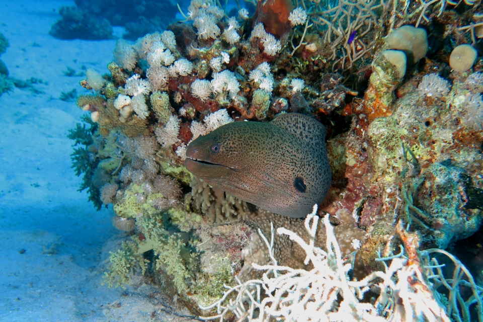 Gymnothorax javanicus