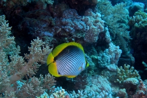 Chaetodon melannotus