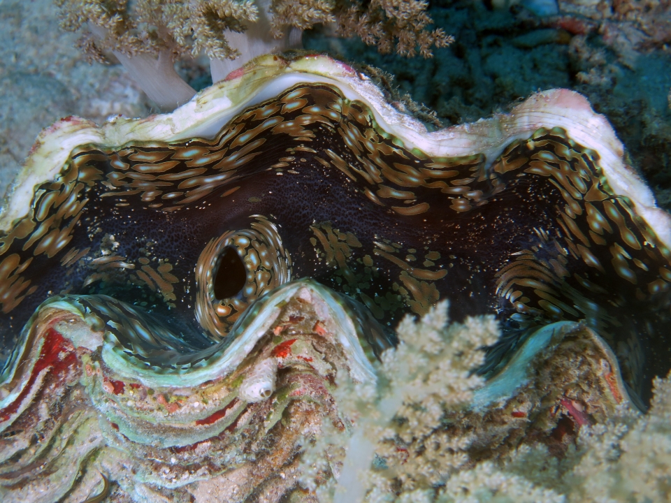 Tridacna maxima