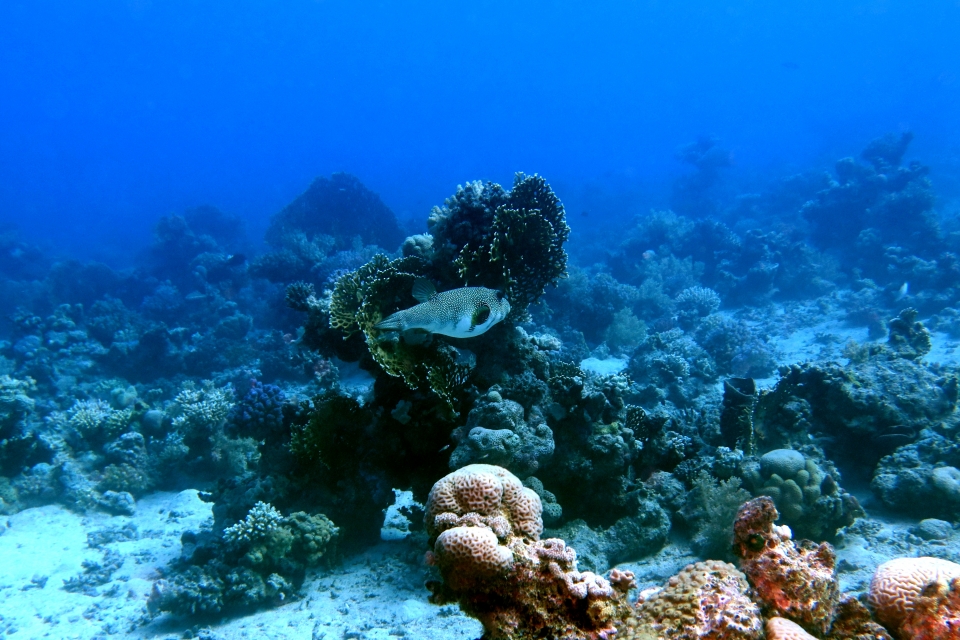Arothron hispidus
