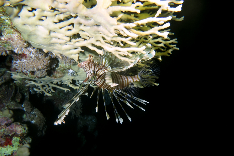 Pterois miles, Millepora dichotoma