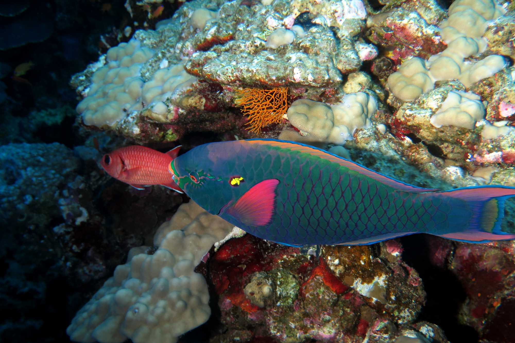 Scarus niger