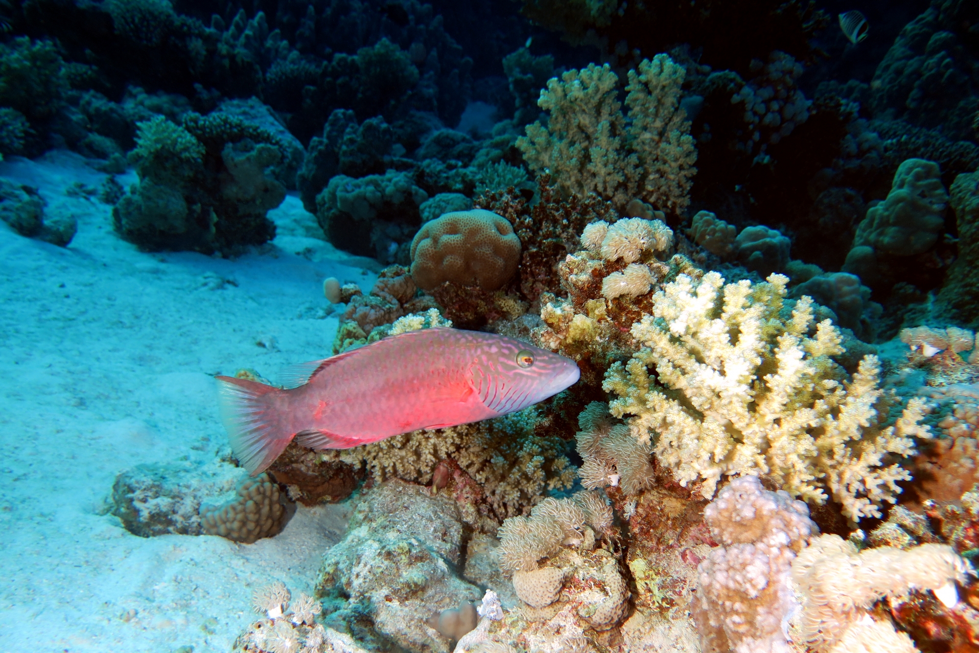 Oxycheilinus digramma