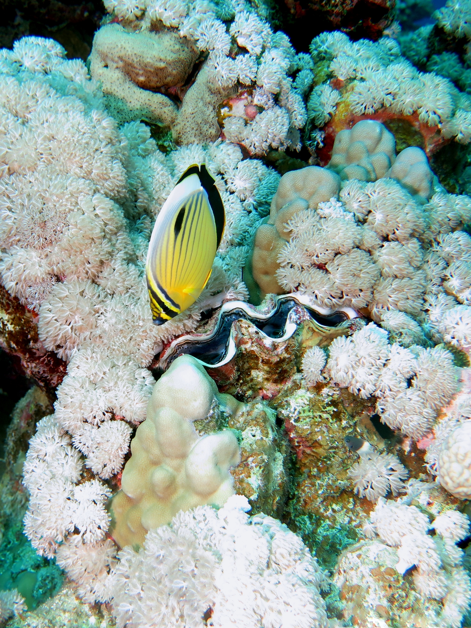 Chaetodon austriacus, Tridacna maxima
