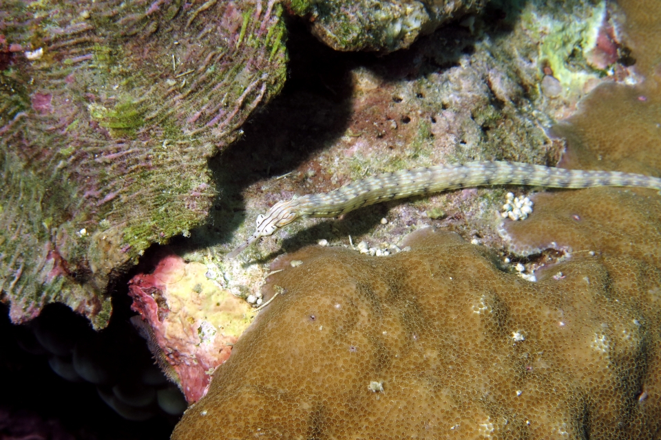 Corythoichthys intestinalis