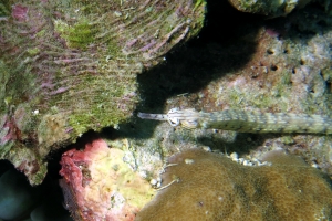 Corythoichthys intestinalis