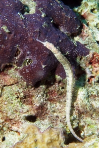 Corythoichthys intestinalis