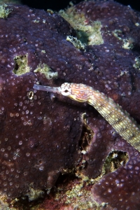 Corythoichthys intestinalis