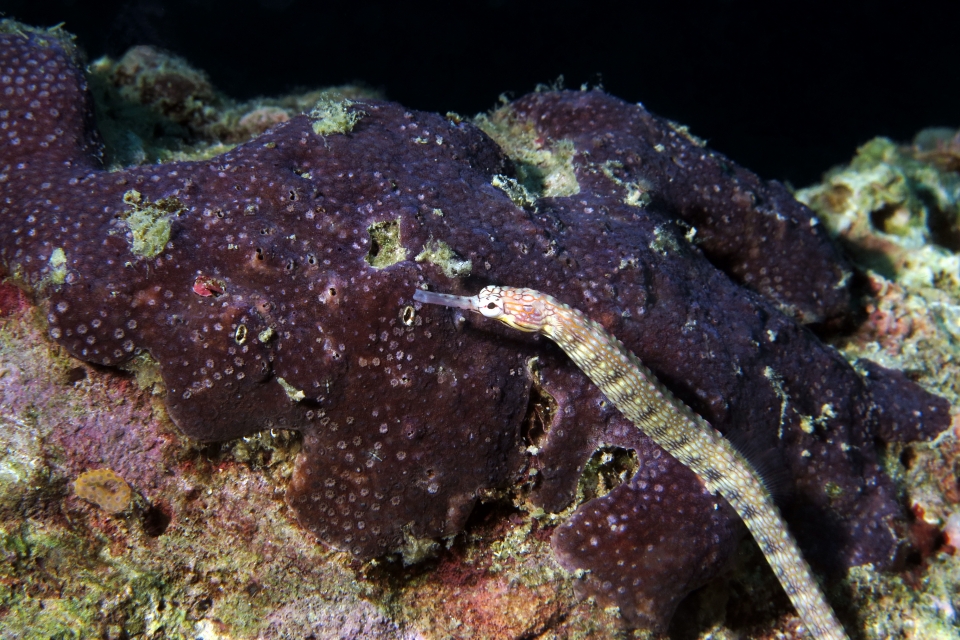 Corythoichthys intestinalis