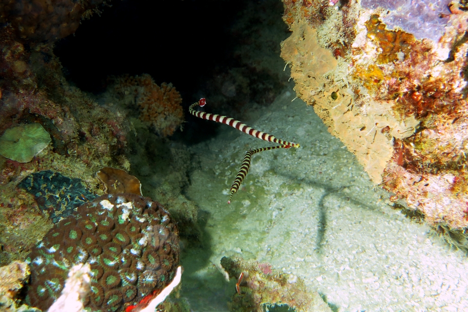 Doryrhamphus dactyliophorus