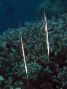 Aeoliscus strigatus