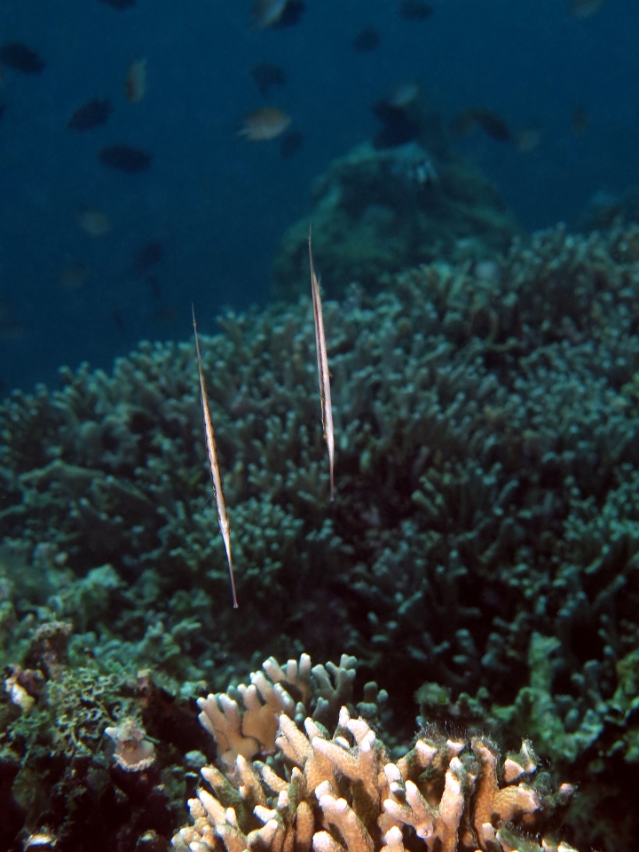 Aeoliscus strigatus