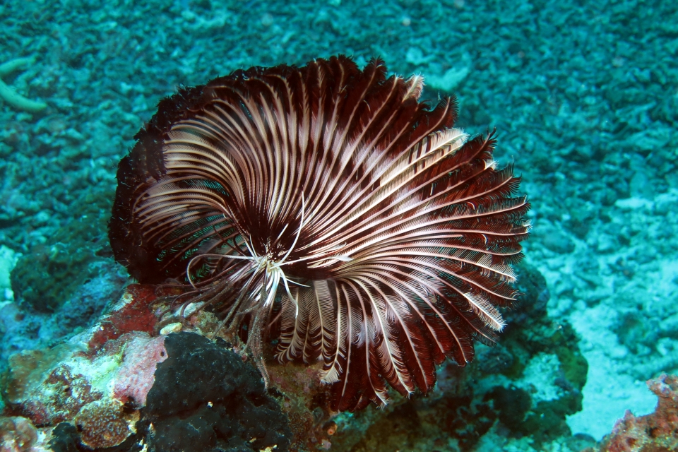 Stephanometra indica