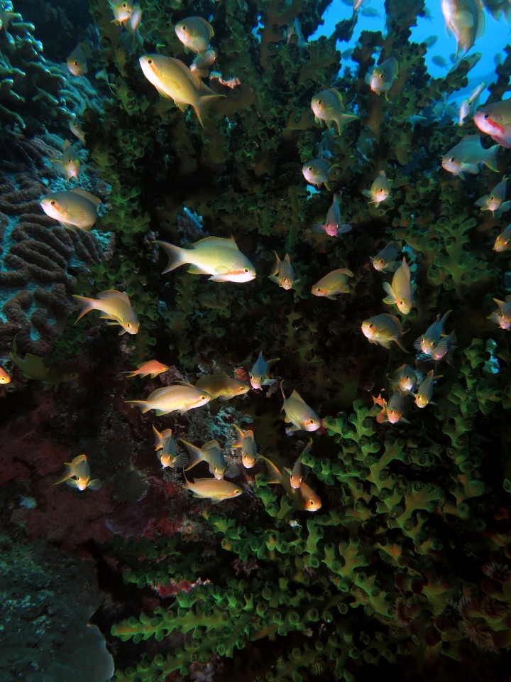 Pseudanthias huchtii, Tubastraea micranthus