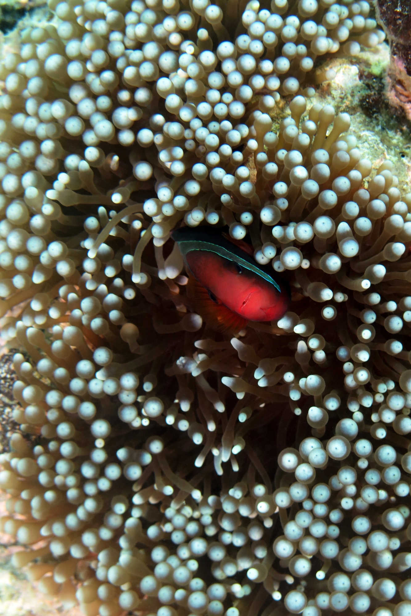 Amphiprion frenatus, Entacmaea quadricolor