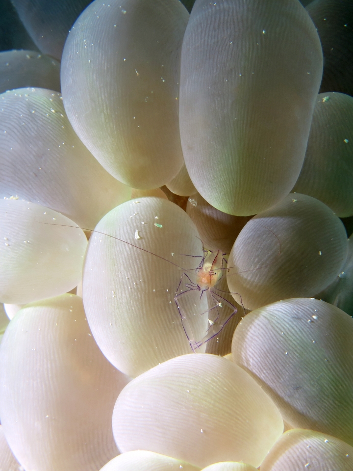 Vir philippinensis, Plerogyra sinuosa