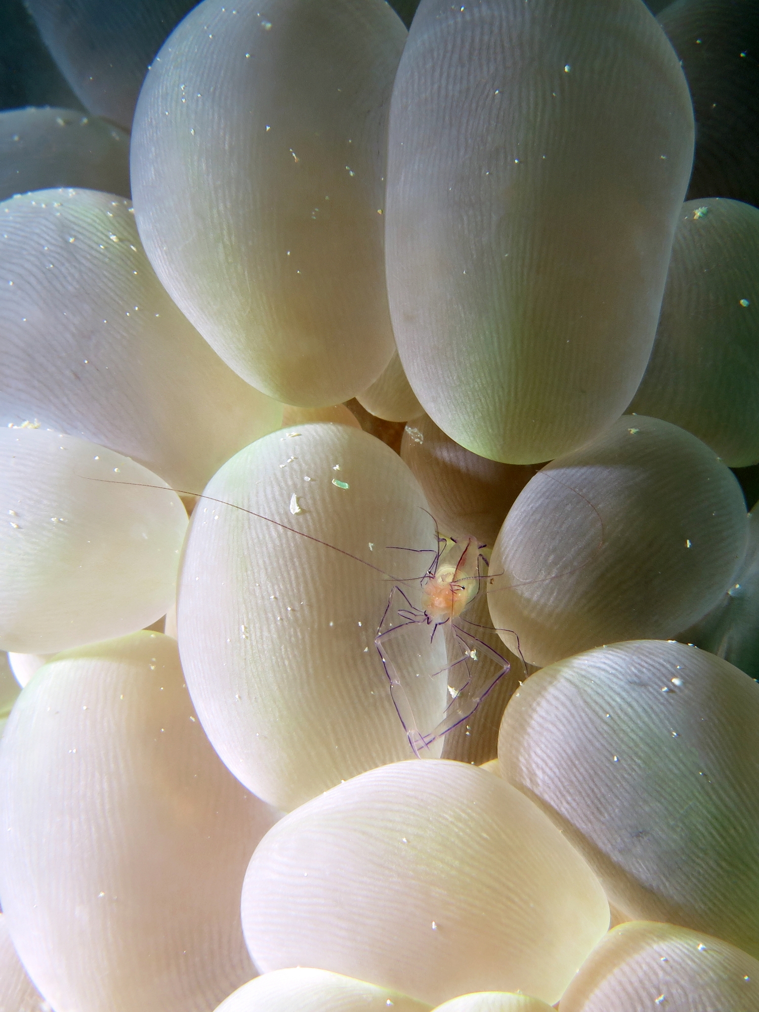 Vir philippinensis, Plerogyra sinuosa
