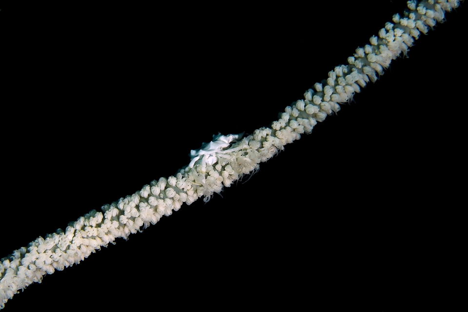 Xenocarcinus tuberculatus, Cirripathes anguina