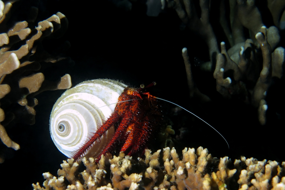 Dardanus megistos