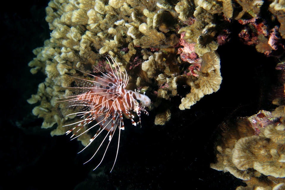 Pterois antennata