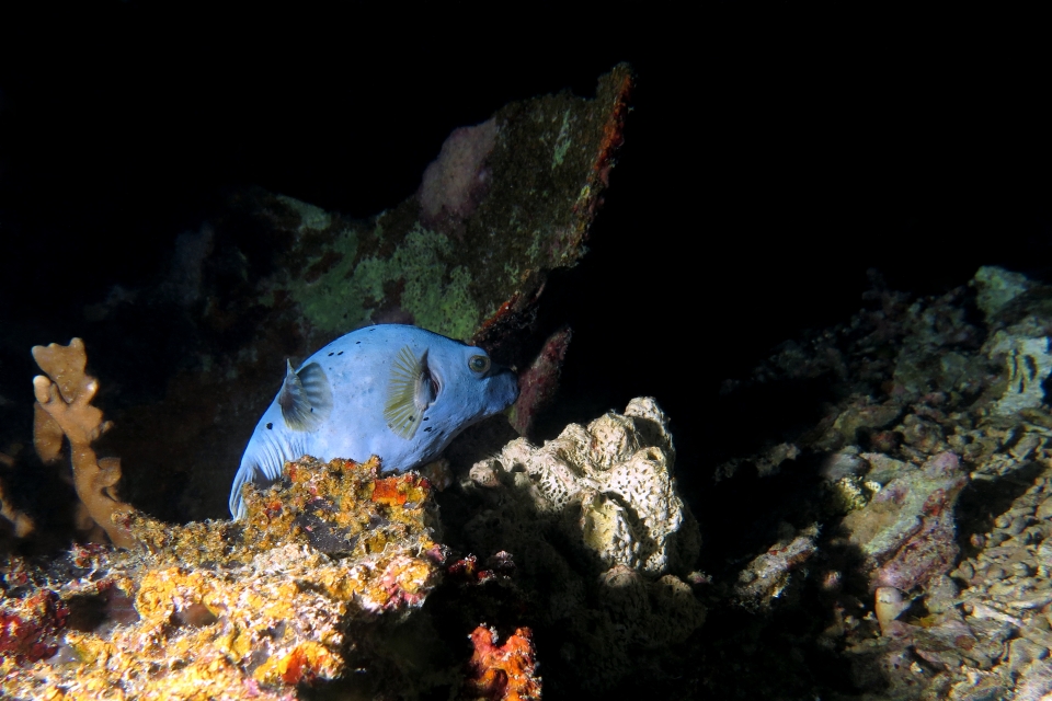 Arothron nigropunctatus, Liosina granularis