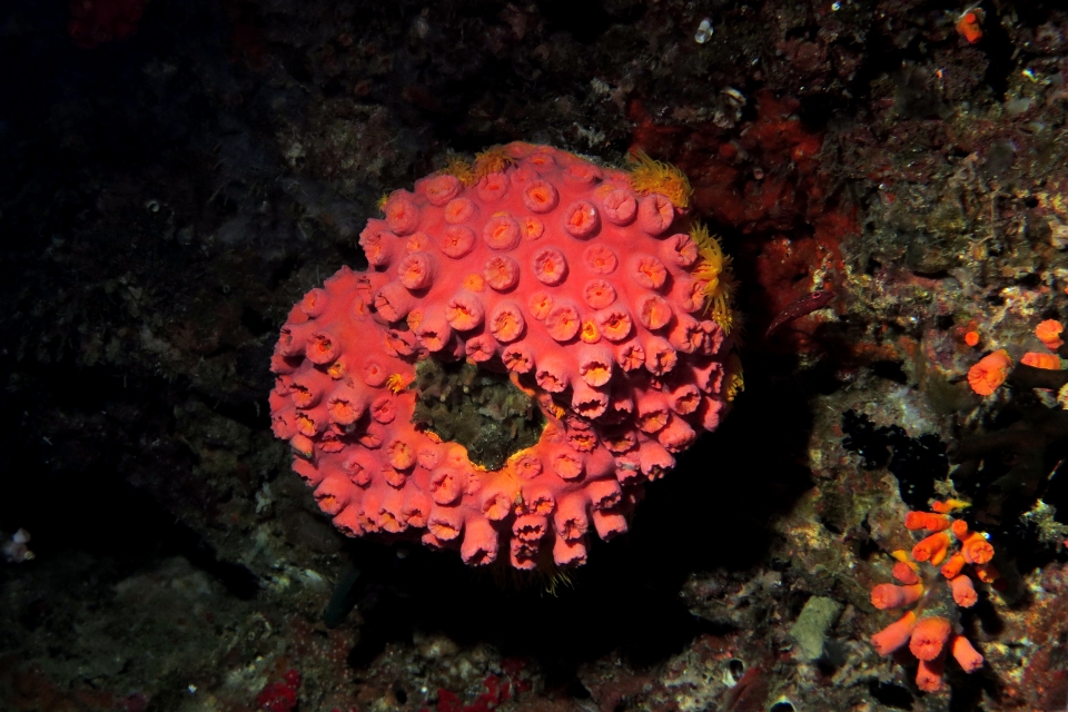 Tubastraea coccinea