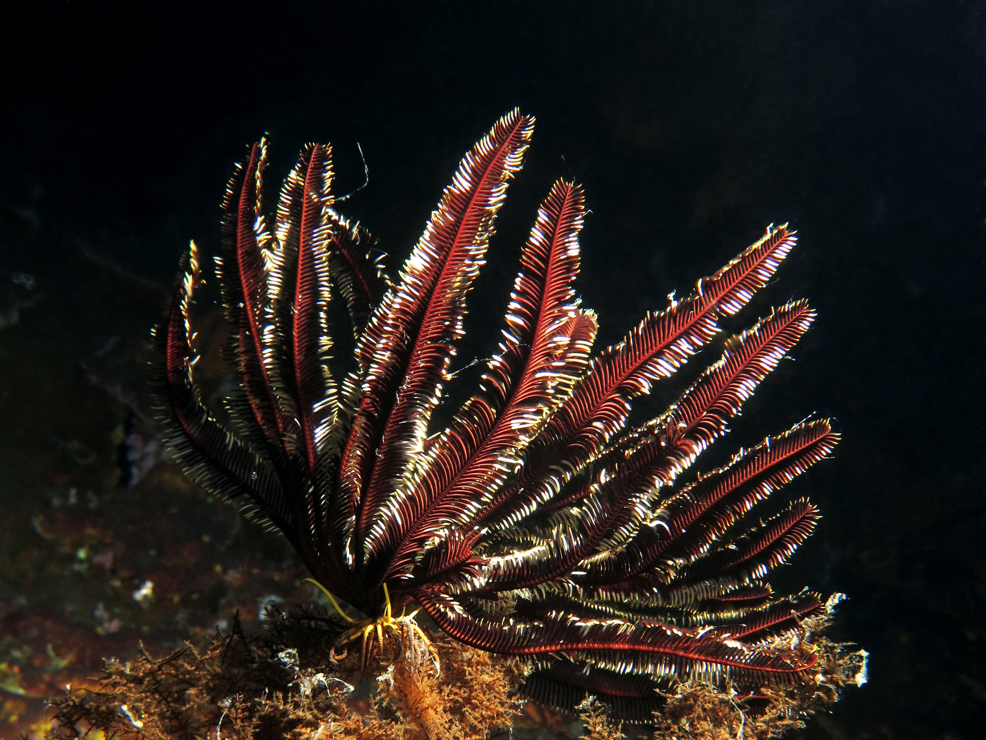 Cenometra bella
