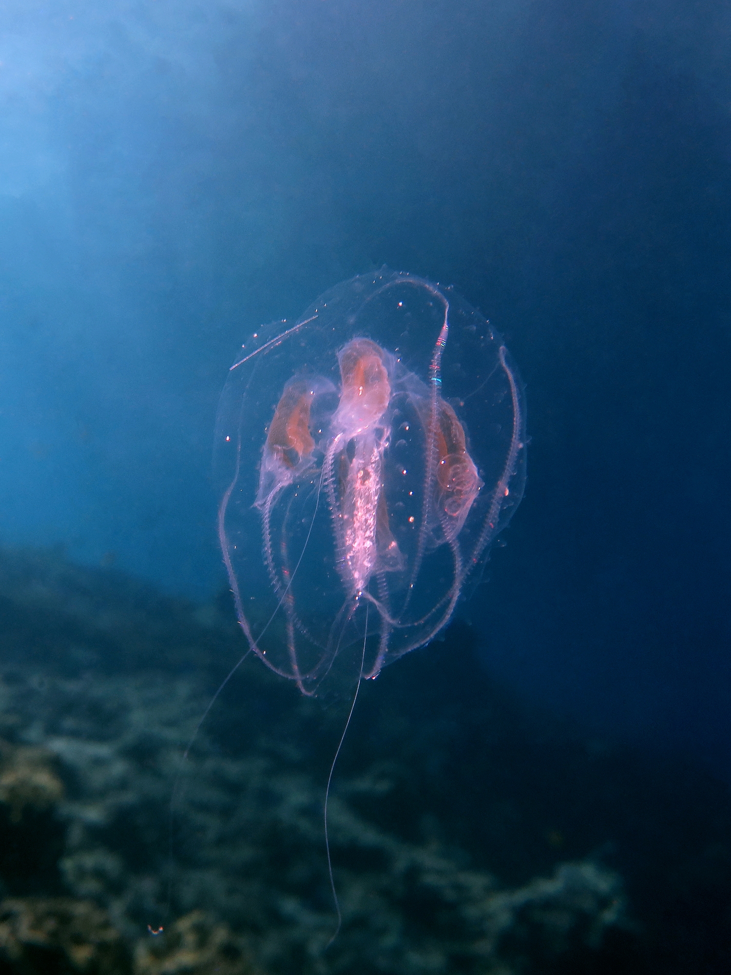 Mnemiopsis leidyi