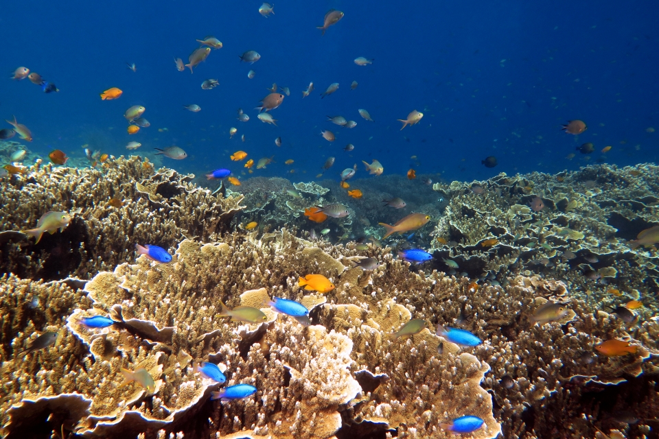 Pomacentrus coelestis, Pomacentrus moluccensis, Chromis ternatensis