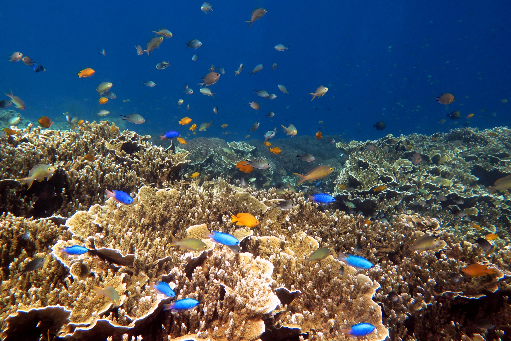 Pomacentrus coelestis, Pomacentrus moluccensis, Chromis ternatensis