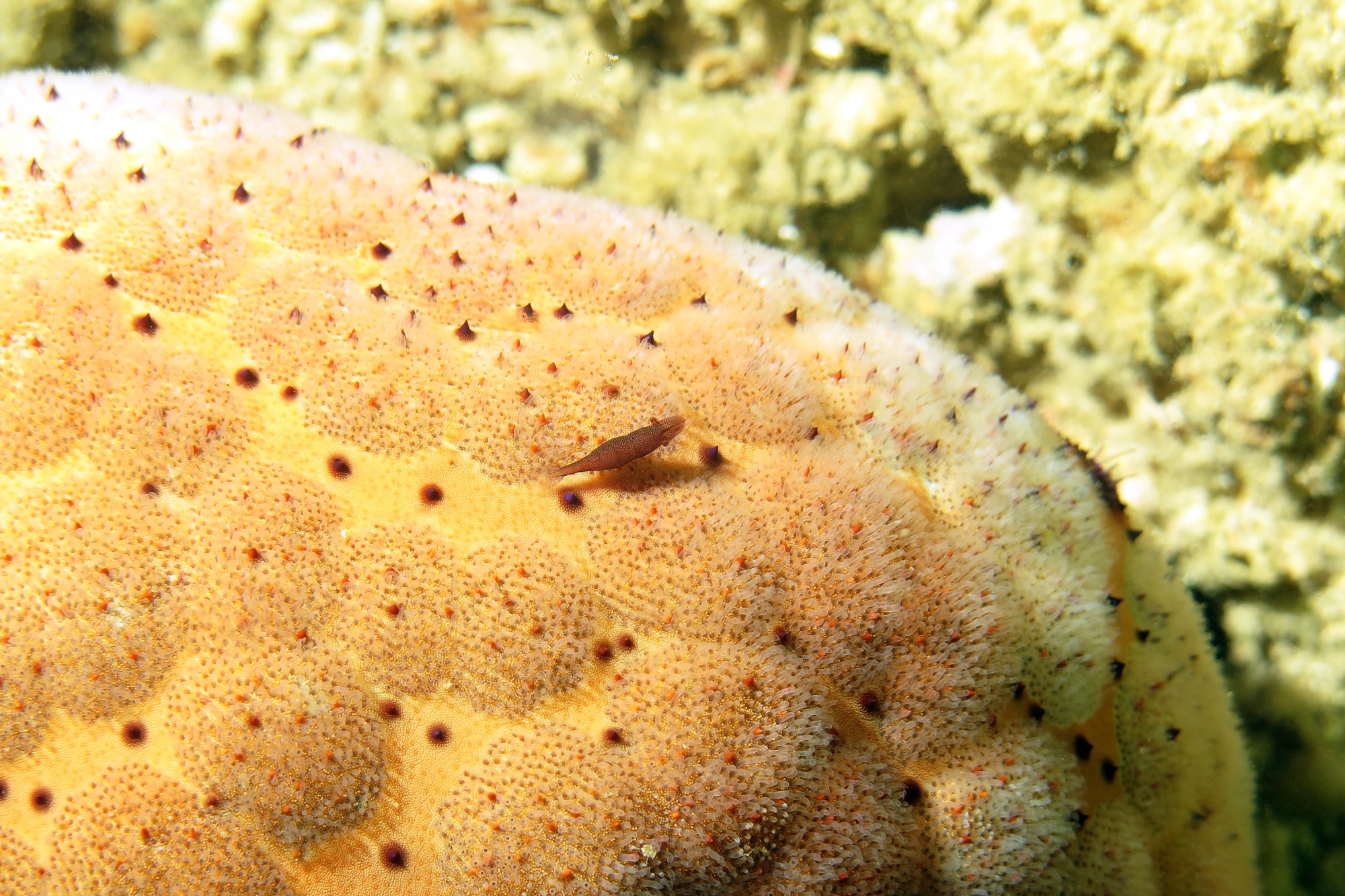 Zenopontonia rex, Culcita novaeguineae