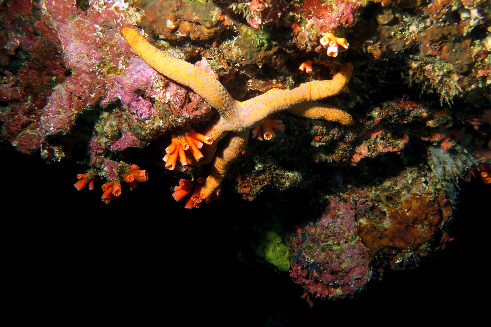 Linckia guildingi