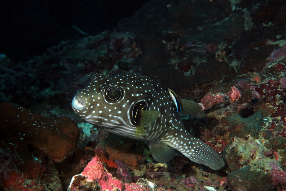 Arothron hispidus, Labroides dimidiatus