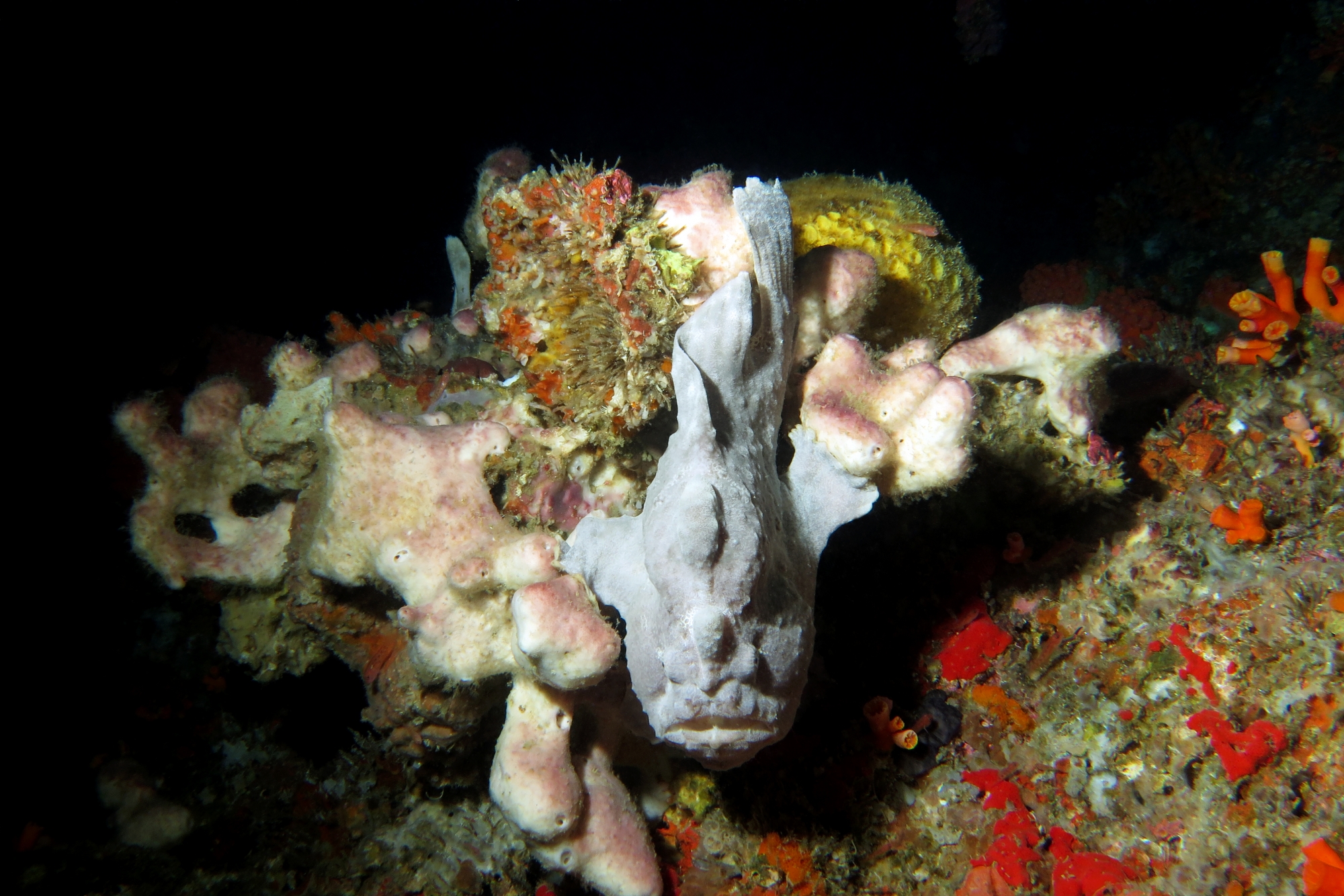 Antennarius commerson