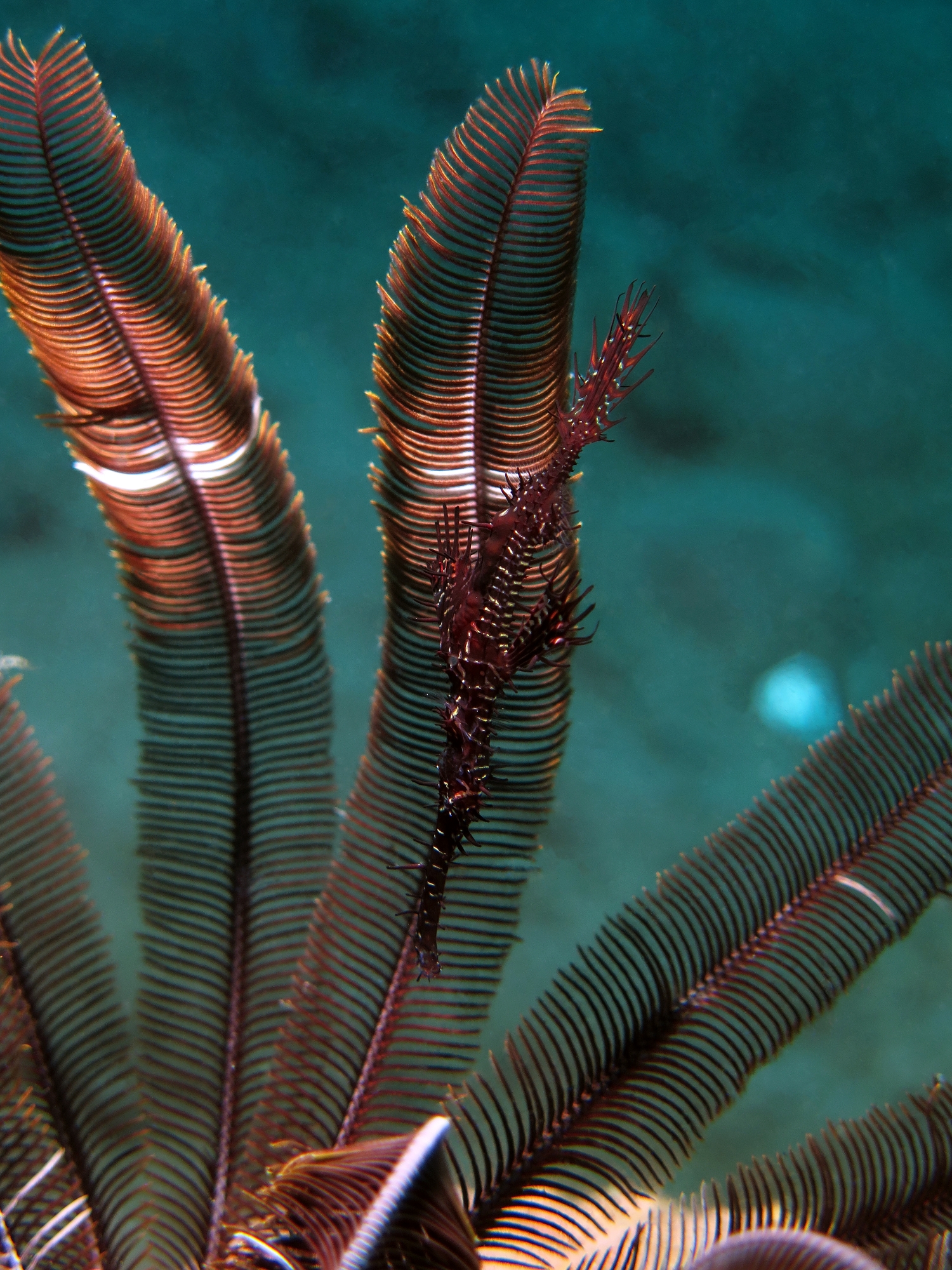 Solenostomus paradoxus