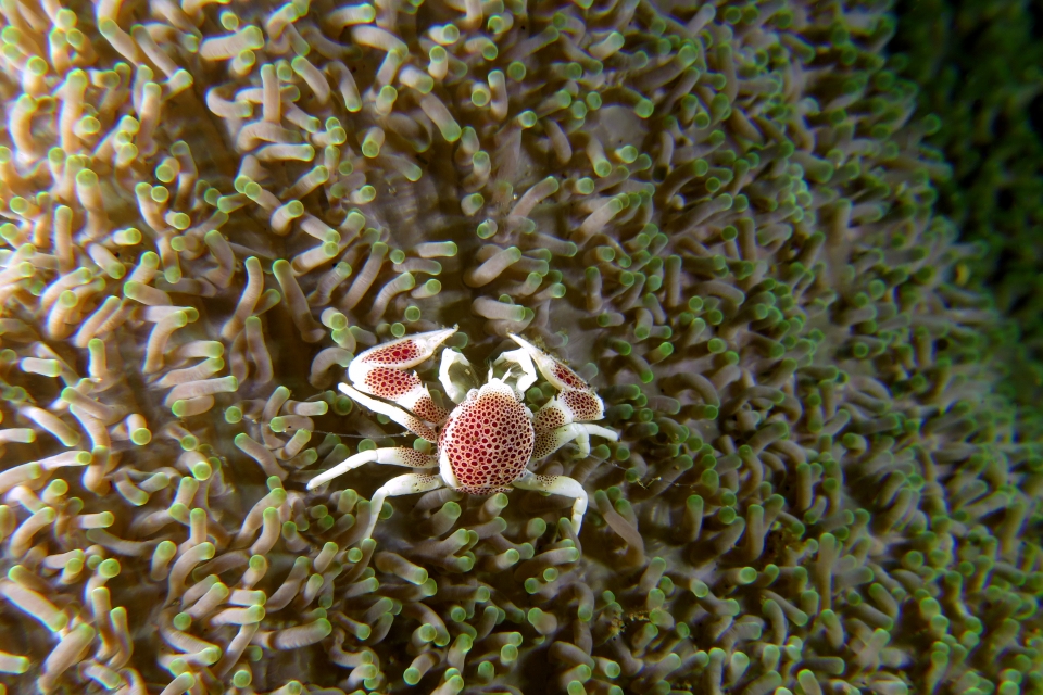 Neopetrolisthes maculatus, Stichodactyla mertensii