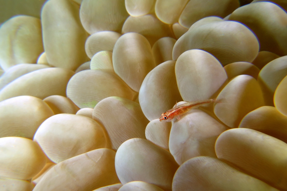 Pleurosicya micheli, Plerogyra sinuosa