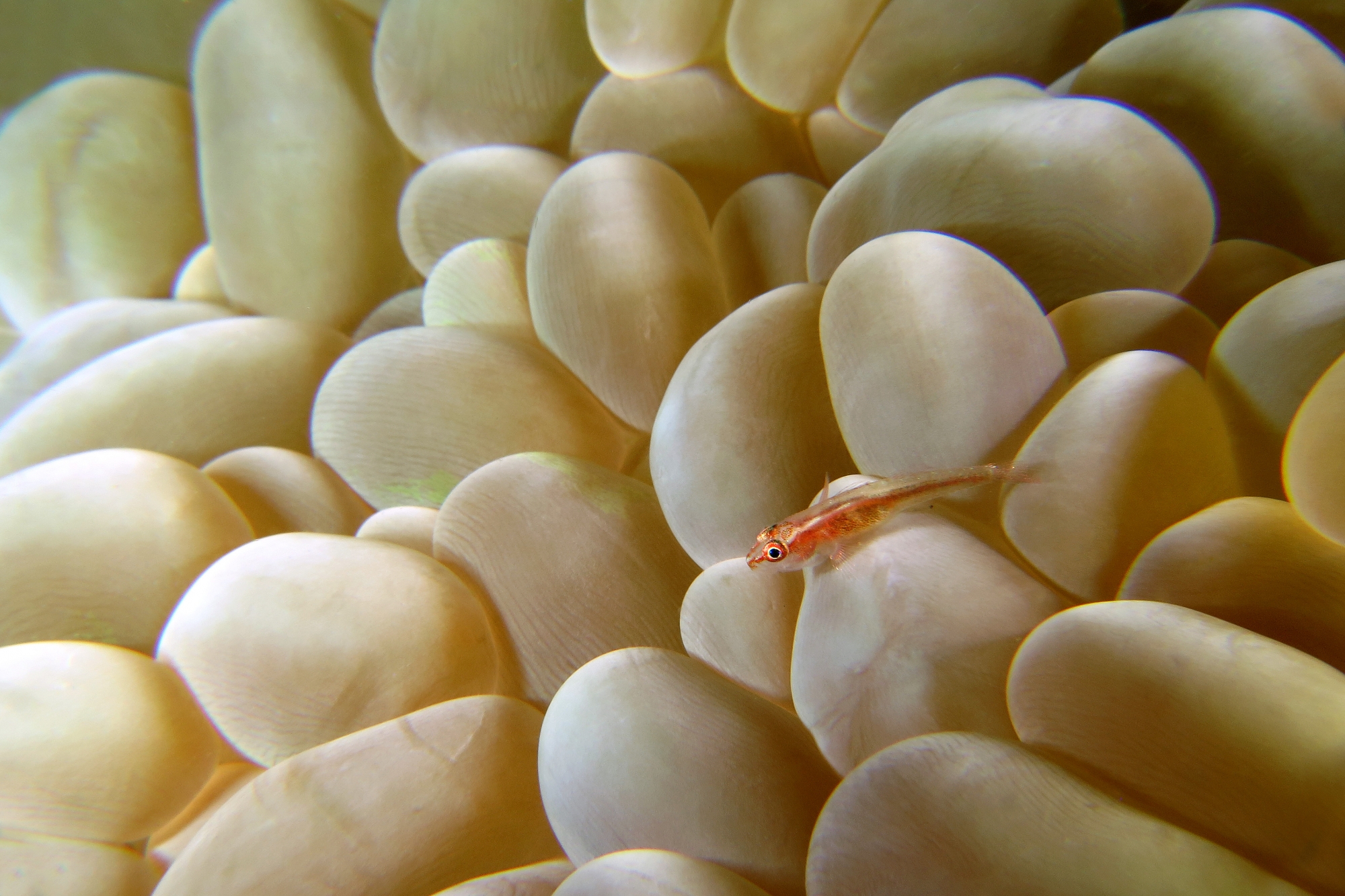 Pleurosicya micheli, Plerogyra sinuosa