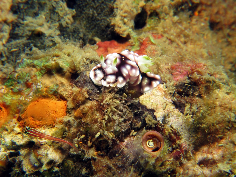 Goniobranchus geometricus, Helcogramma striata