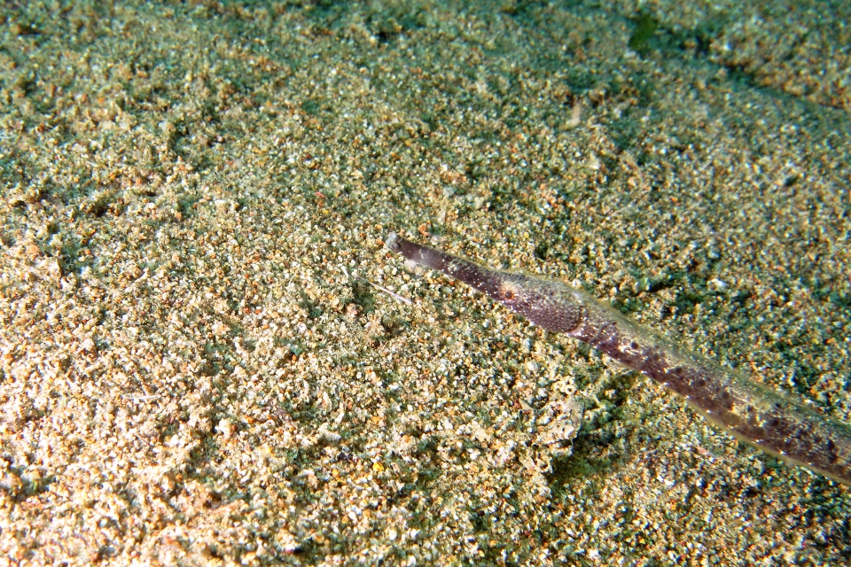 Trachyramphus bicoacrtatus