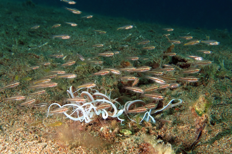 Apogon sp, Cerianthus sp.