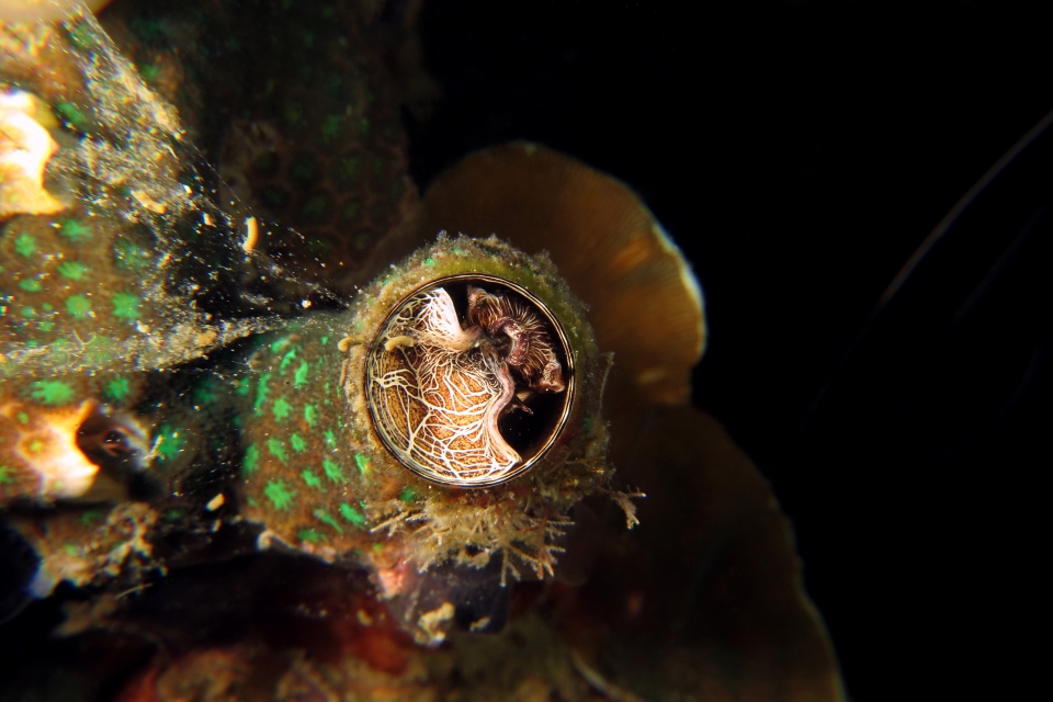 Thylacodes grandis