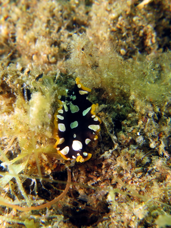 Pseudoceros scintillatus